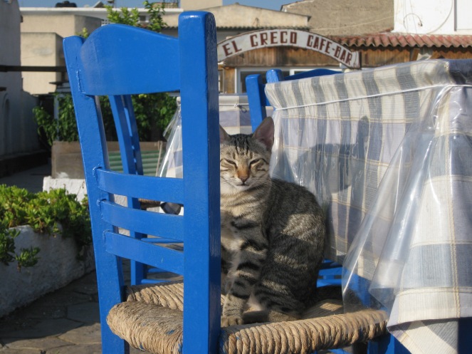 Aegina, cat in Agia Marina