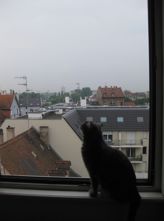 Gavrilis and Strasbourg rooftops
